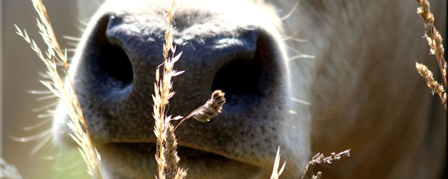 vache (12)