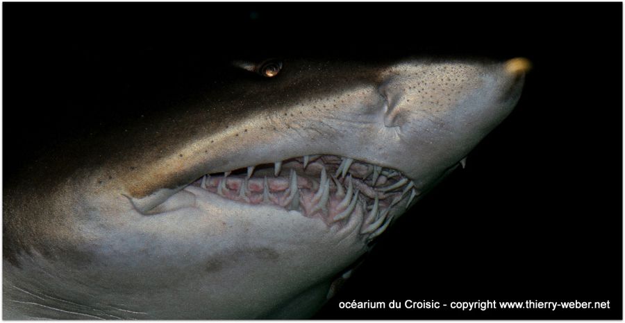 ocearium-croisic (6)