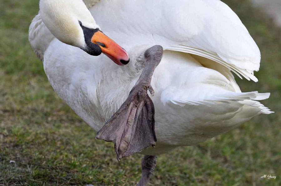 patte-cygne-0761