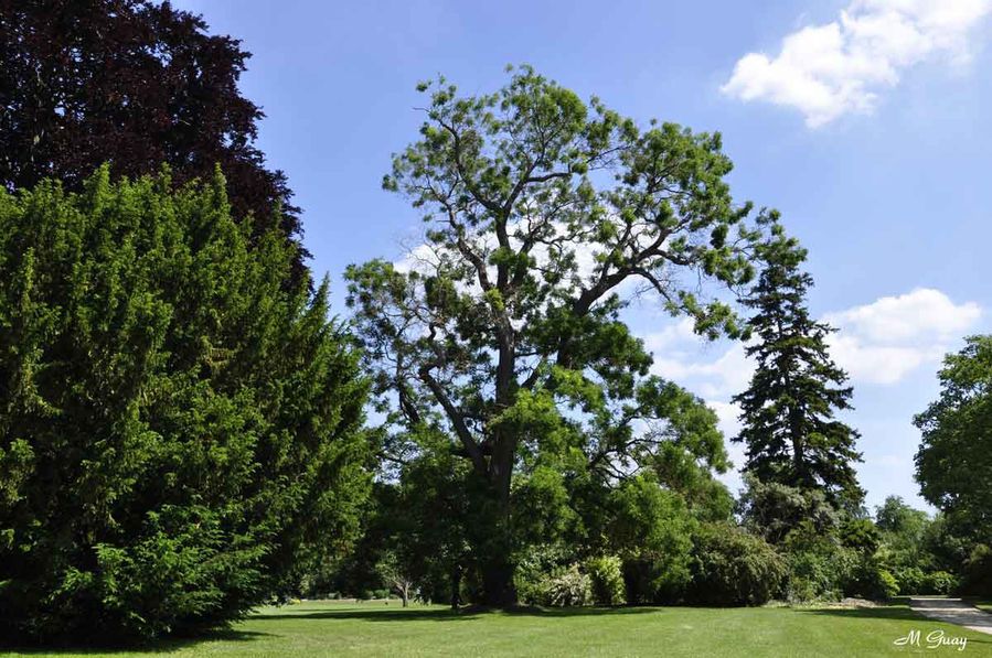 arbres-1513.jpg