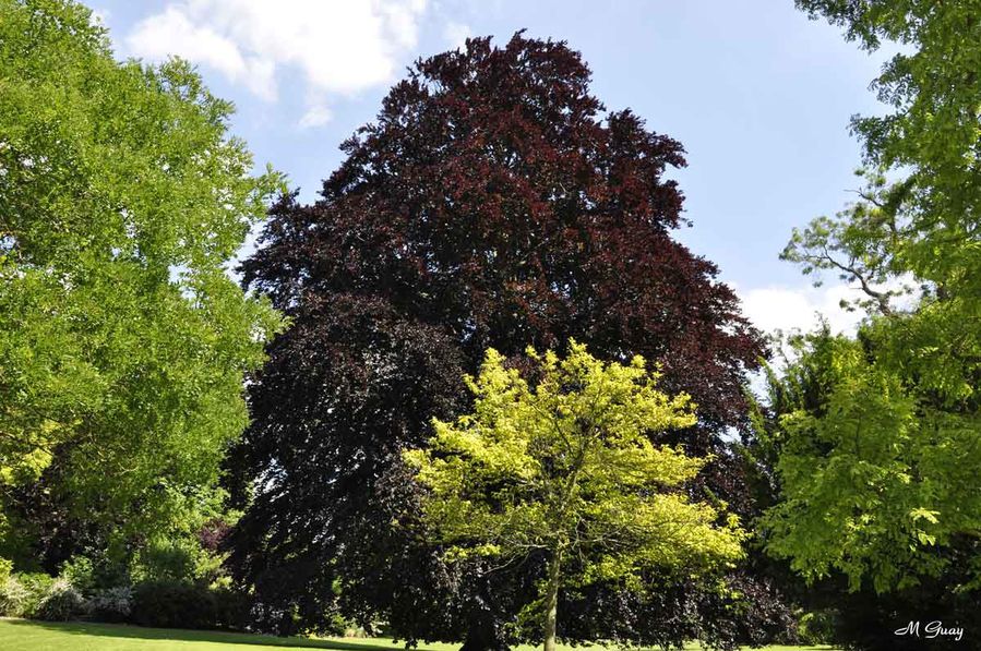 arbres-1514.jpg