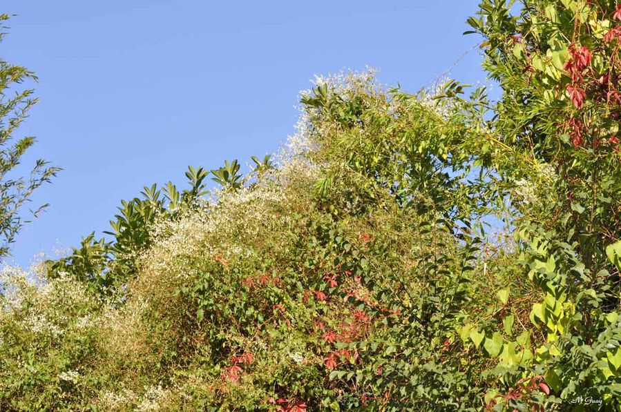 couleurs-automne-8827.jpg