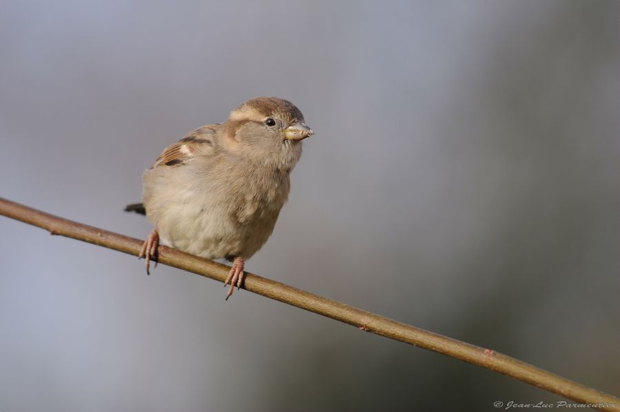 26 janvier 2012 8