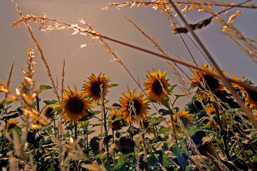 tournesols