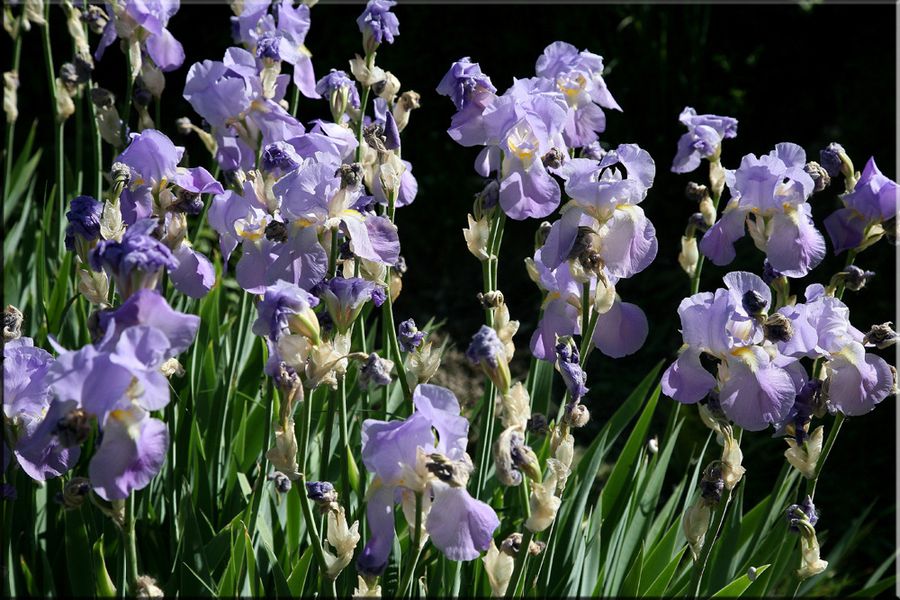 les-iris (5)