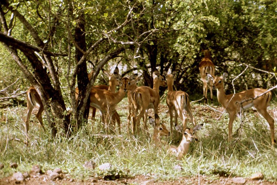 springbok