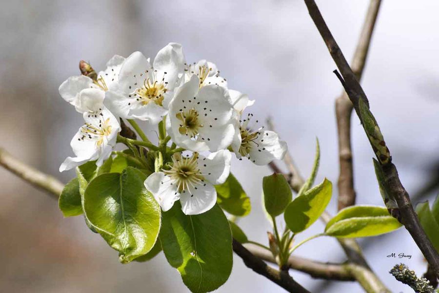 fleurs-prunier-1905.jpg