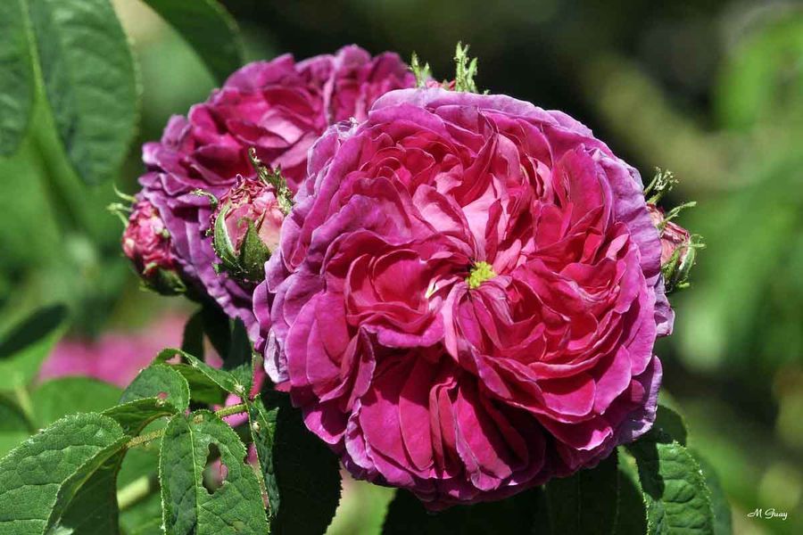 rose-rose-1601.jpg