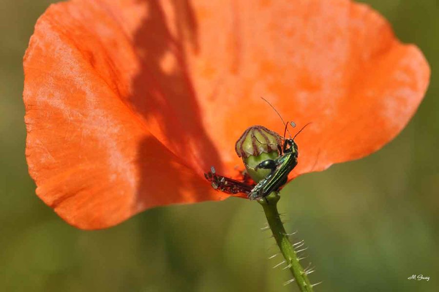 insecte-coeur-coquelicot-21