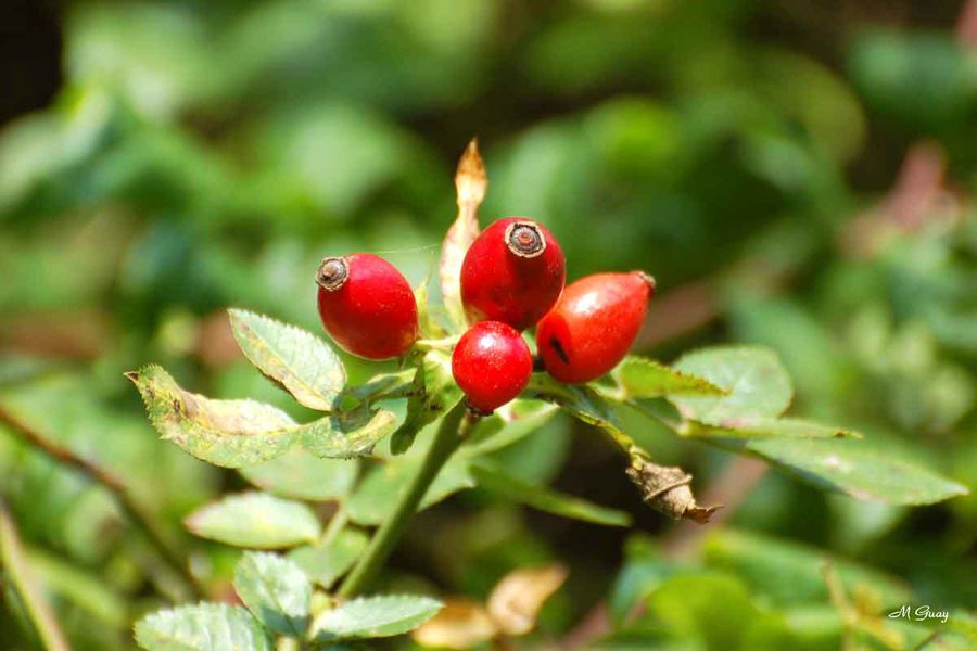 fruits-rouges-5807.jpg