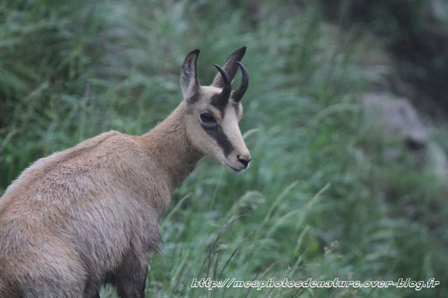010712-Chamois--10-.JPG
