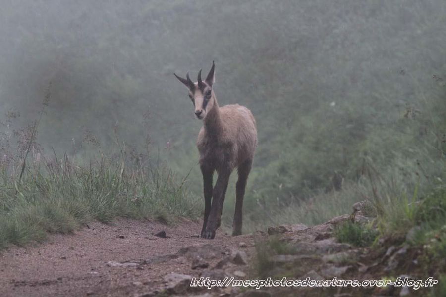 010712-Chamois--6-.JPG