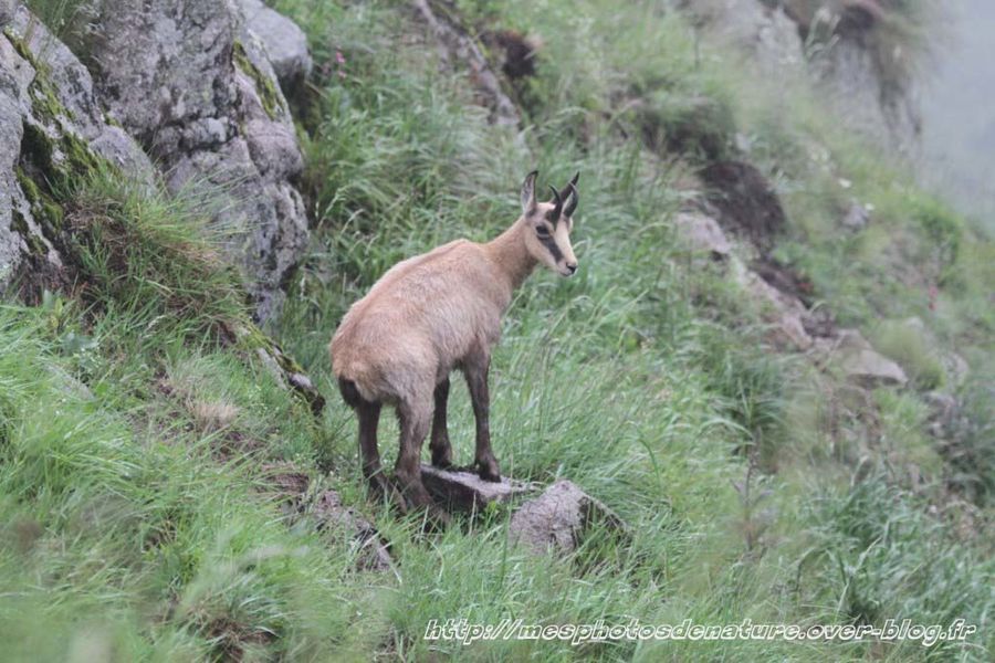 010712-Chamois--9-.JPG