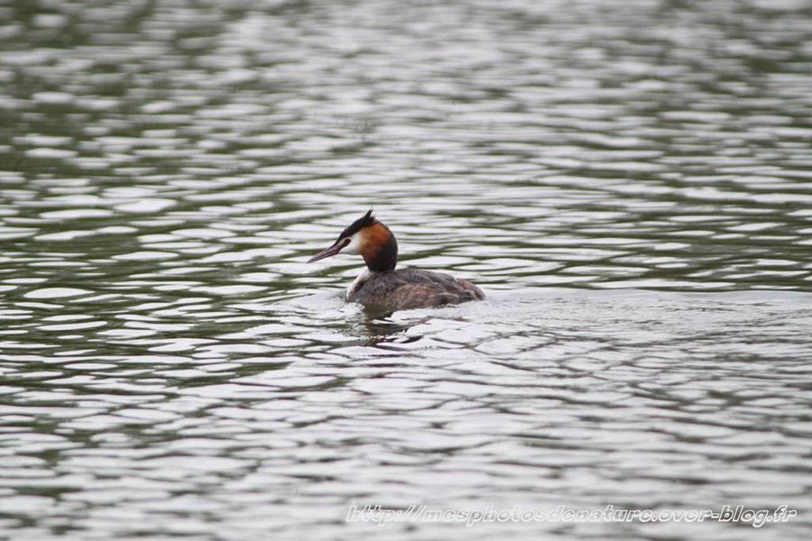 041012-Grebe-huppe--2-.JPG