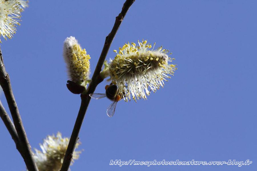 220312-Abeilles-col-de-la-Chapelotte--1-.JPG