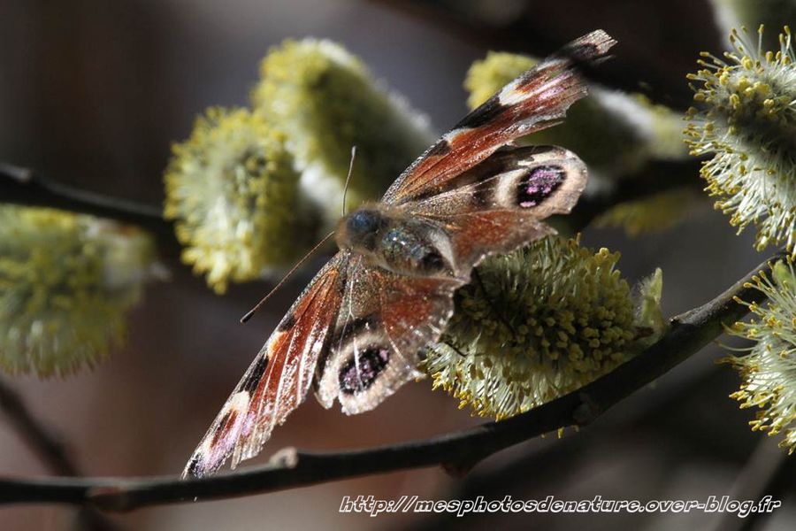 220312-Papillon-col-de-la-Chapelotte--1-.JPG