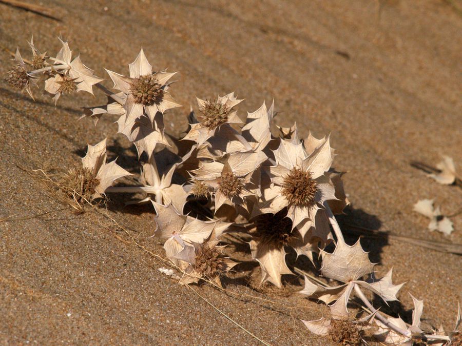 dunes-atlantique (4)