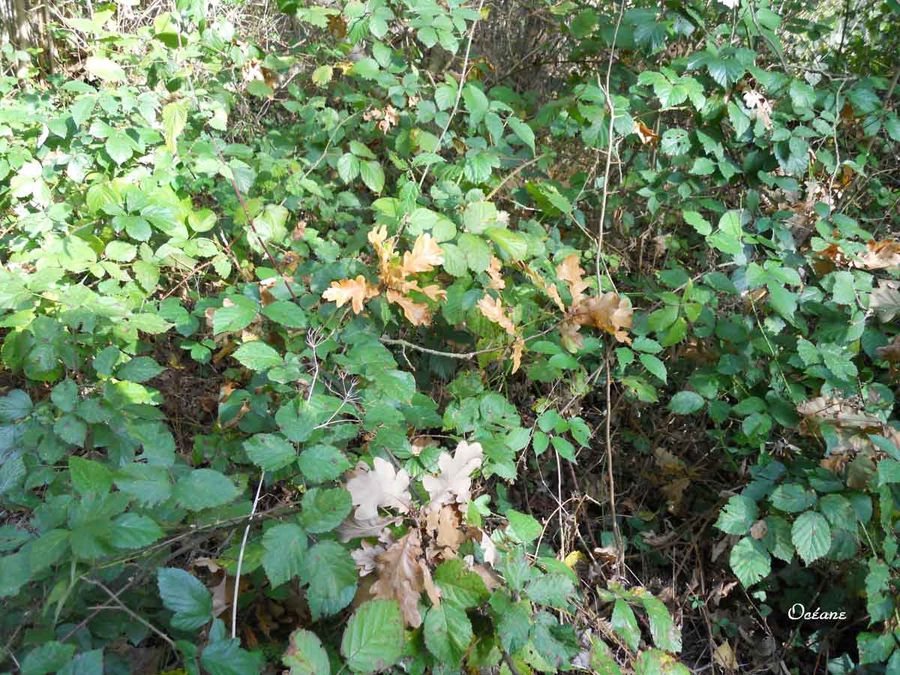 feuilles-chene-0335.jpg