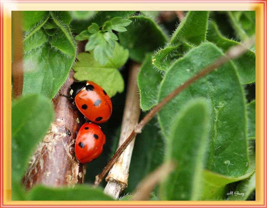 duo-coccinelles-.jpg