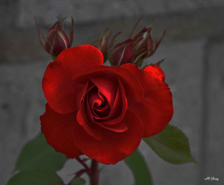 rose-rouge0182.jpg