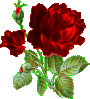 rose rouge