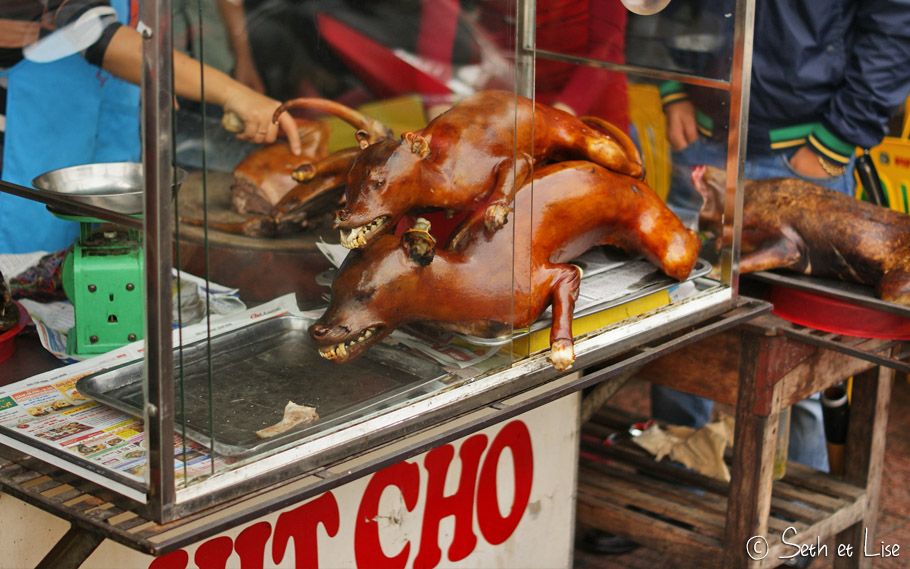 blog voyage hanoi vietnam photo dog thit cho