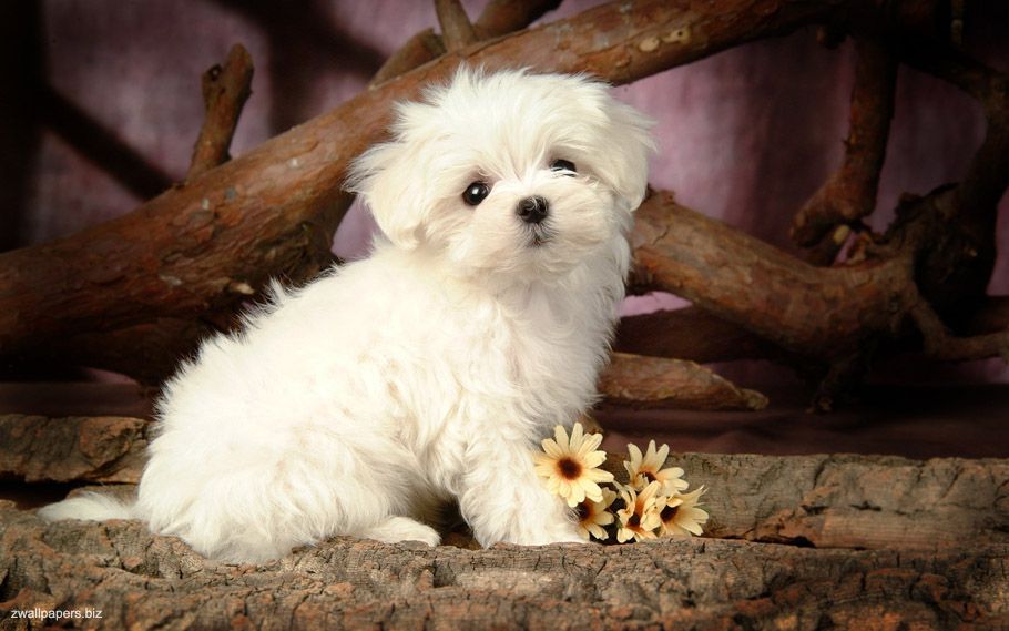 blog voyage hanoi vietnam photo dog thit cho