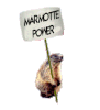 gifs1 marmotte power-copie-1