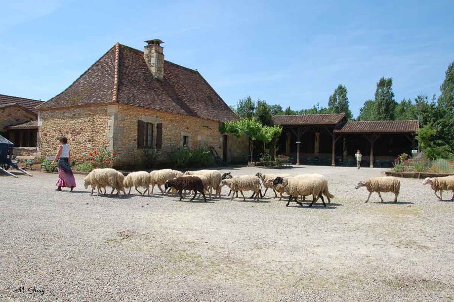 bergere-et-moutons-2129.jpg