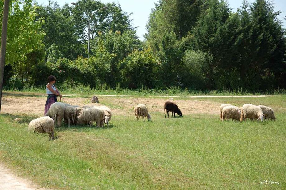 bergere-et-ses-moutons-2160.jpg