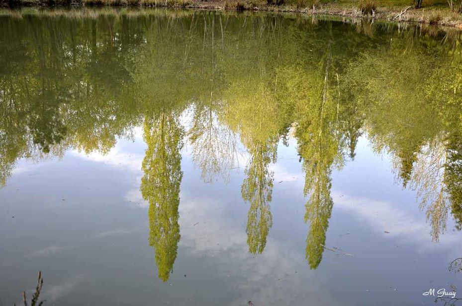arbres-en-miroir-7754.jpg