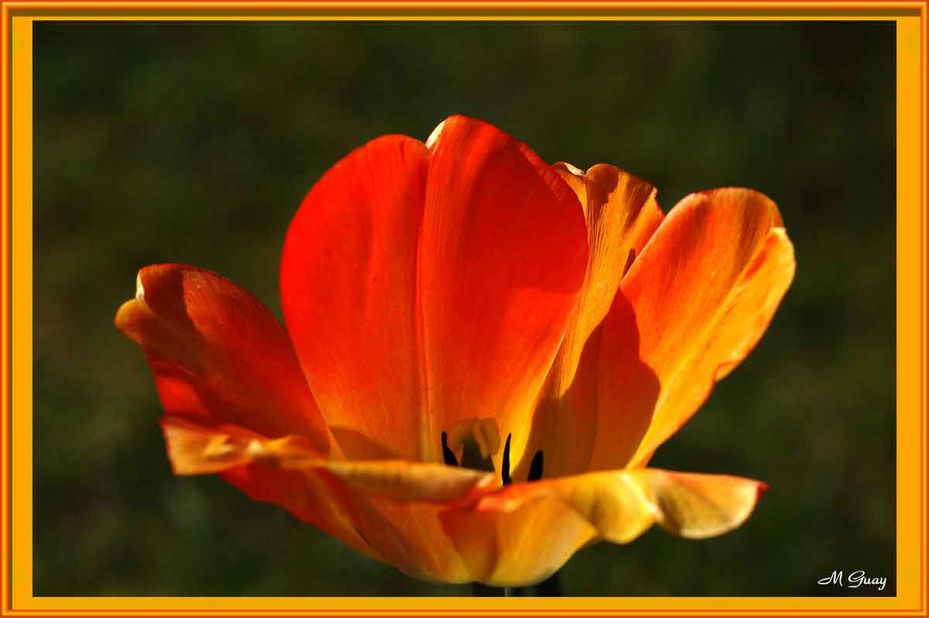 tulipe-posee-1591.jpg