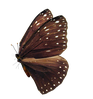 papillon3