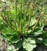 plantain-jpg.jpg