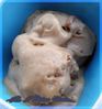 glace speculoos