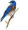 logo-oiseauBleu