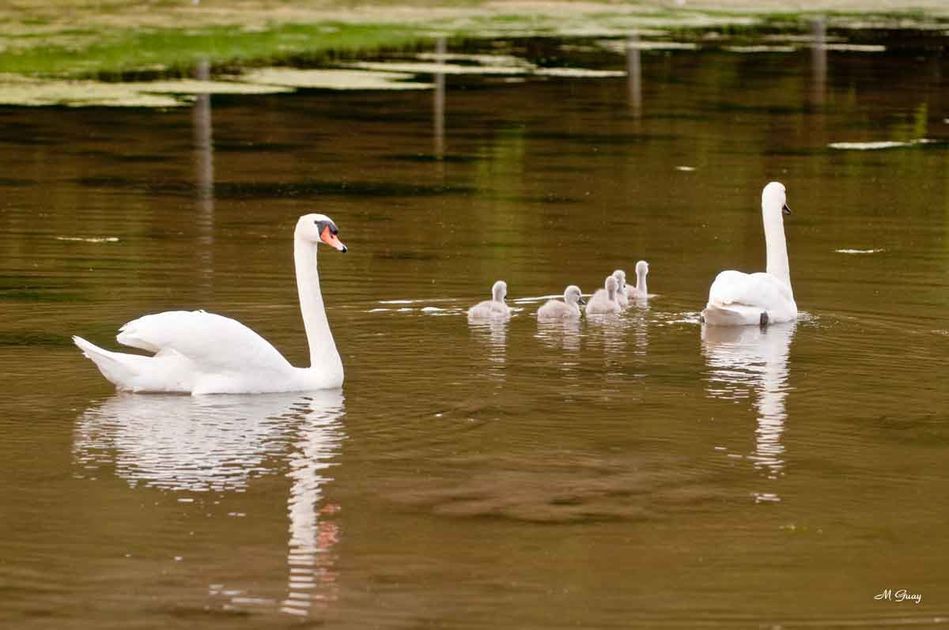 famille-cygnes-6107.jpg