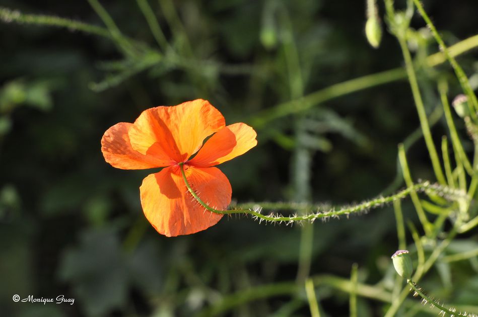 coquelicot-0432.jpg