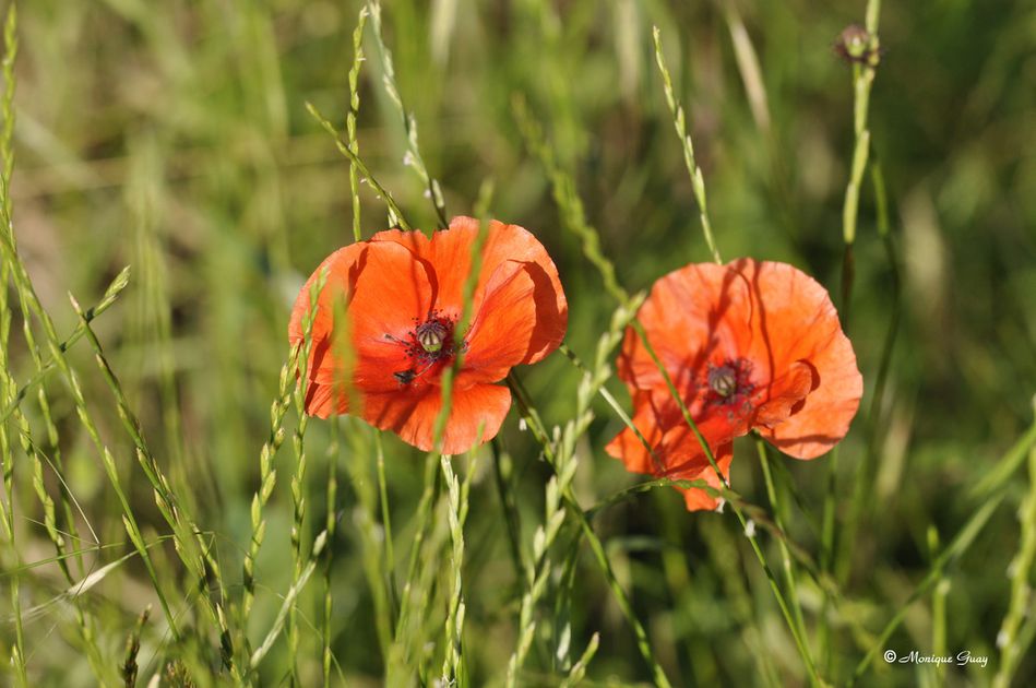 coquelicots-0433.jpg