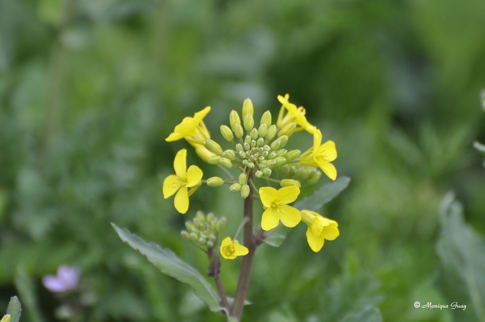 fleur-de-printemps-6823.jpg