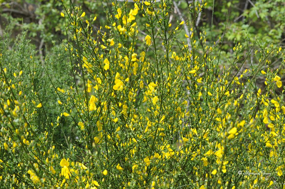 fleur-de-printemps-6867.jpg
