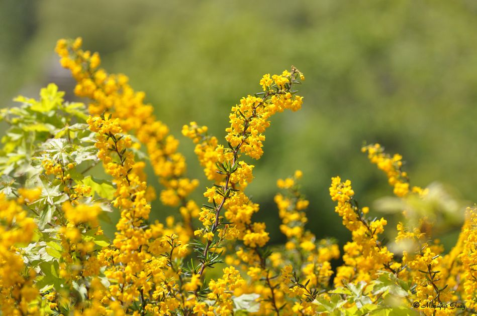fleur-de-printemps-7297.jpg
