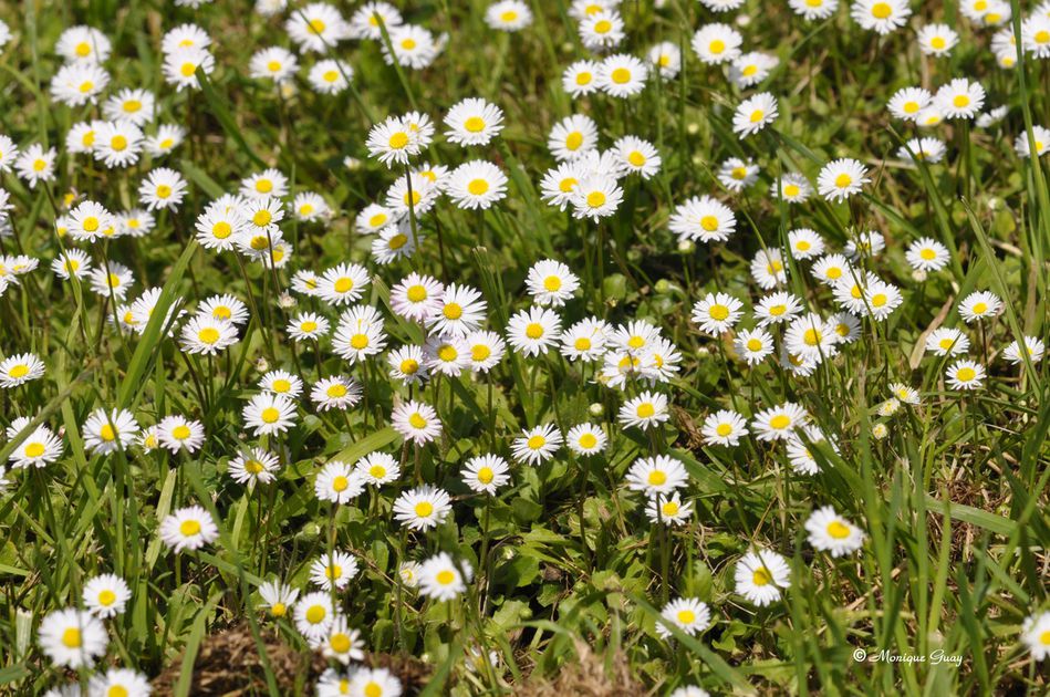 fleur-de-printemps-7298.jpg