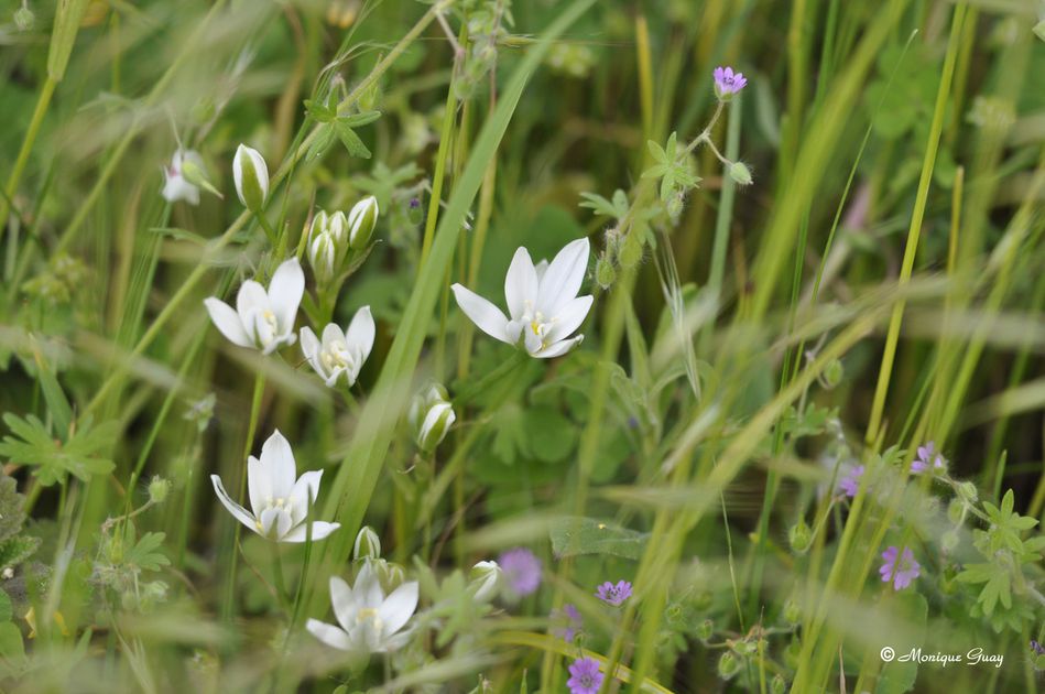 fleur-de-printemps-7735.jpg