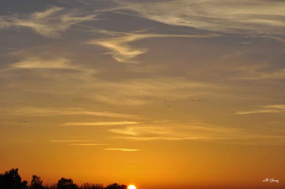 grues-ciel-feu-0712.jpg
