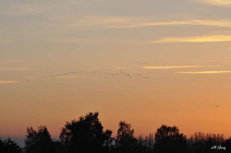 grues-ciel-feu-733.jpg