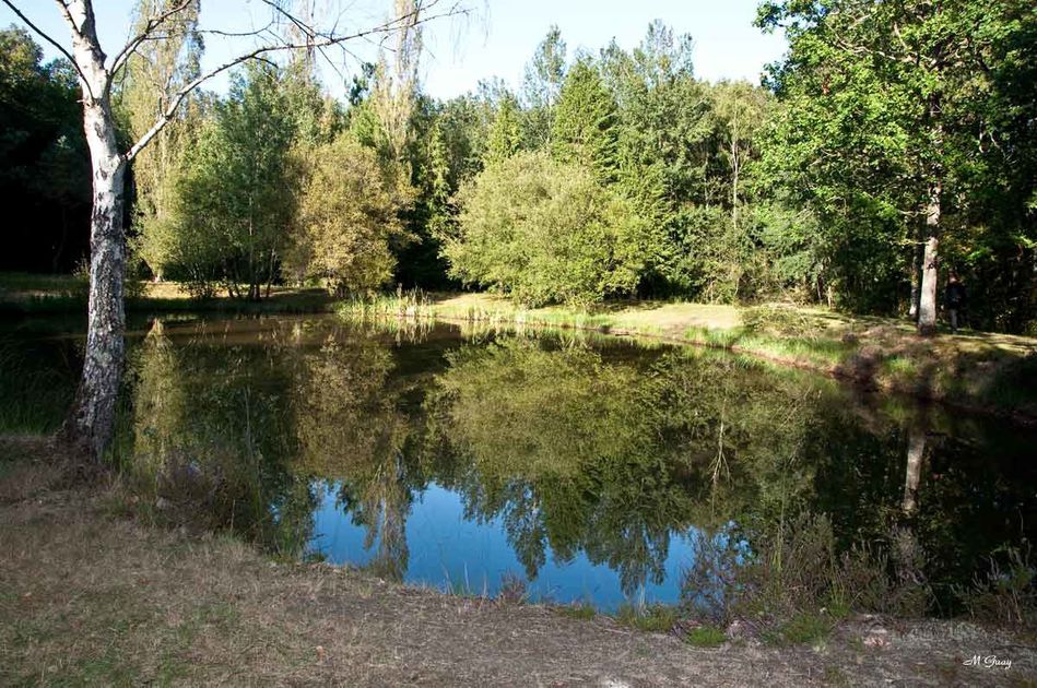 etang-reflets-9435.jpg