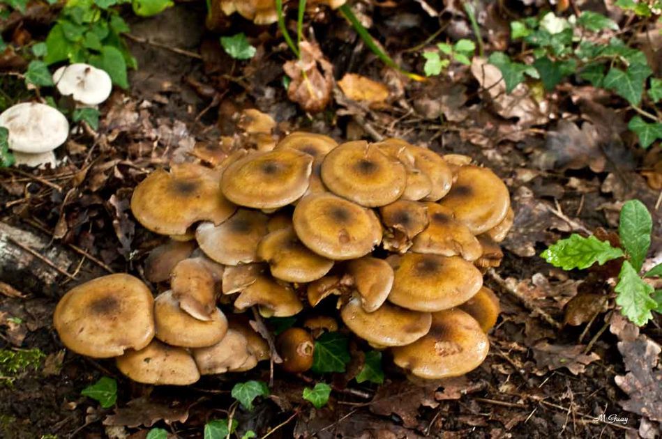 champignons-9948.JPG