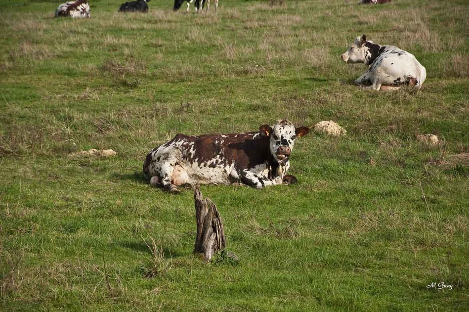 vache-normande-1592.jpg