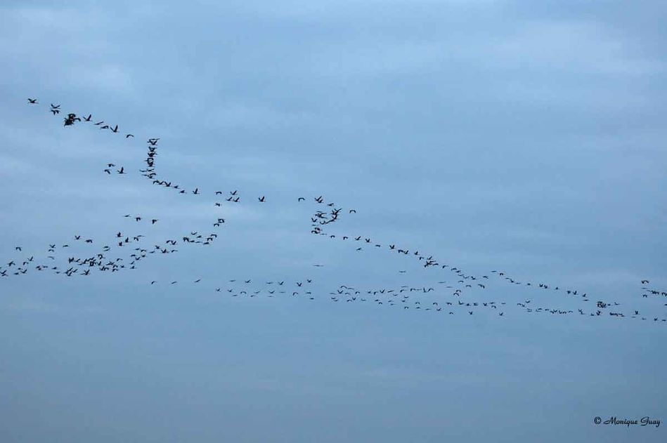 grues-ciel-bleu-1958.jpg